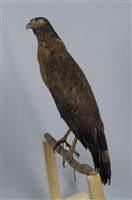 藏品(大冠鷲)的圖片